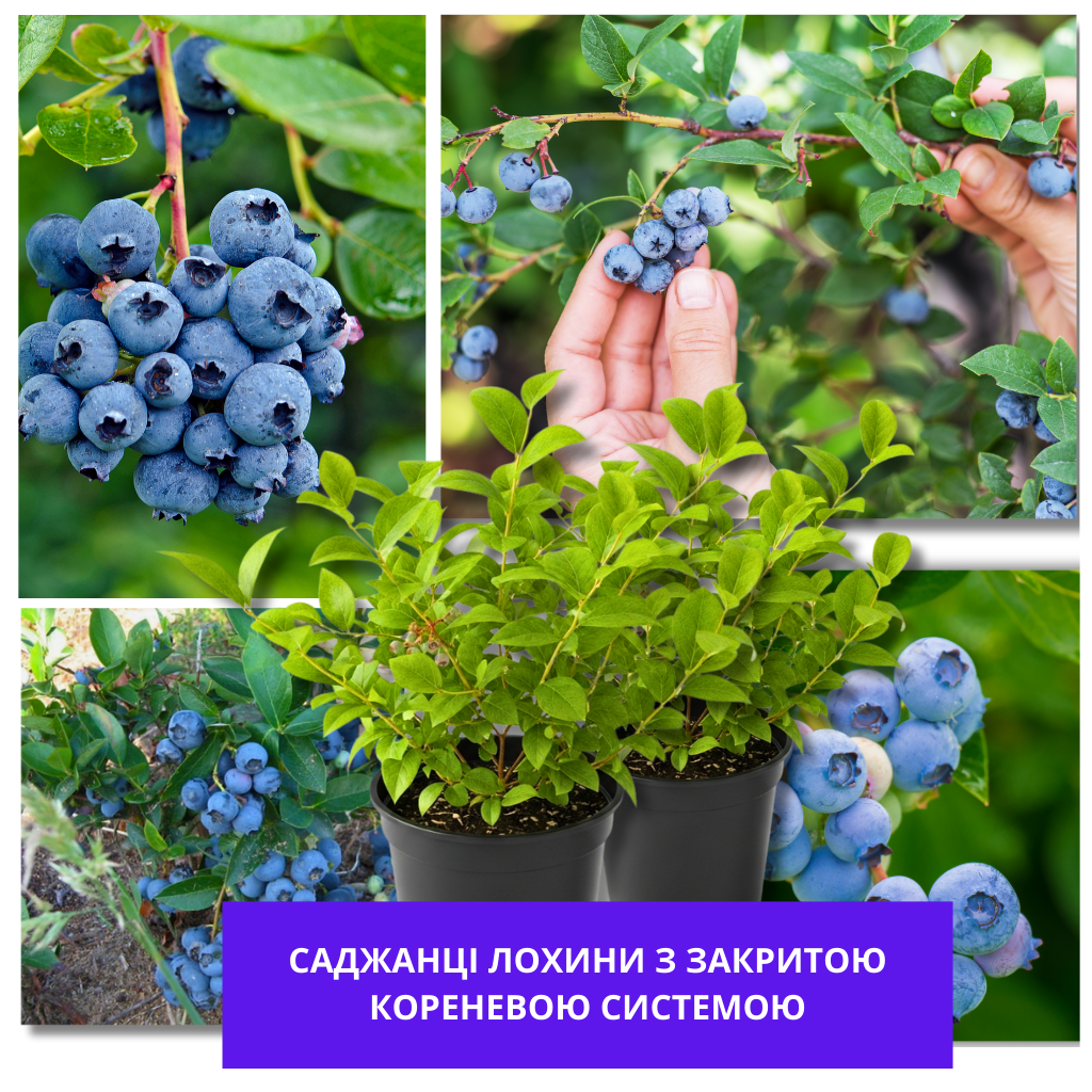 Заголовок